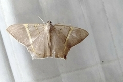 Palyadini