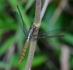 Orthetrum chrysis