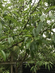 Prunus