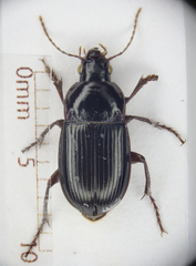Amara equestris