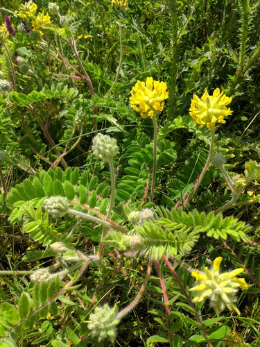 Image of Astragalus dasyanthus by (c) Denys Vynokurov, some rights reserved (CC BY)
