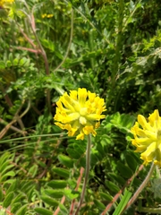 Astragalus dasyanthus