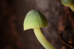 Mycena flavovirens