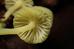 Mycena flavovirens