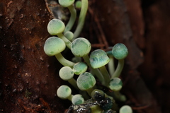 Mycena flavovirens