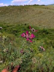 Astragalus cornutus