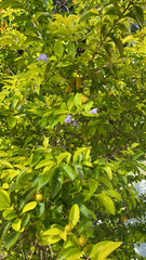 Duranta erecta