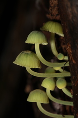 Mycena flavovirens