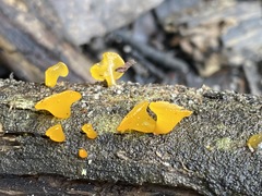 Heterotextus miltinus