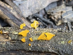 Heterotextus miltinus
