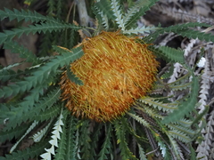 Banksia formosa