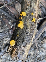 Heterotextus miltinus
