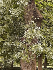 Styphnolobium japonicum
