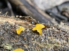Heterotextus miltinus