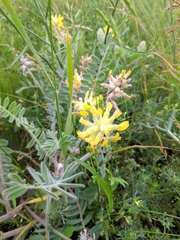 Astragalus dasyanthus