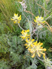 Astragalus dasyanthus