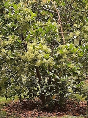 Styphnolobium japonicum