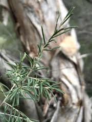Melaleuca rhaphiophylla