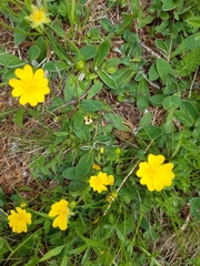 Potentilla aurea