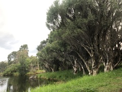 Melaleuca rhaphiophylla