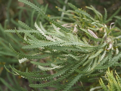 Banksia formosa