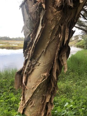 Melaleuca rhaphiophylla