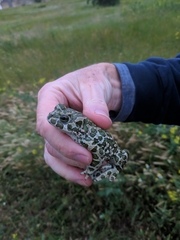 Bufotes viridis viridis