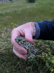 Bufotes viridis viridis