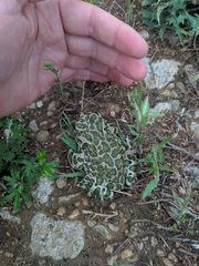 Bufotes viridis viridis