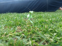 Stagmomantis limbata