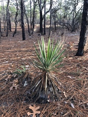 Yucca aloifolia