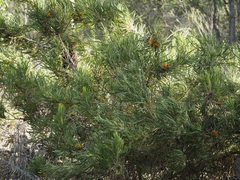 Banksia formosa