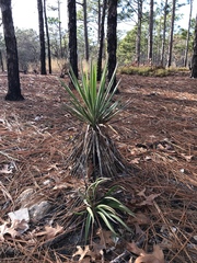 Yucca aloifolia