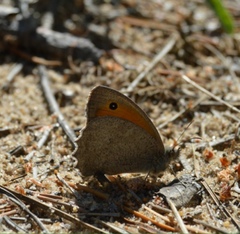 Hyponephele lupinus