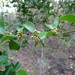 Sideroxylon obtusifolium buxifolium - Photo (c) Alexis López Hernández, some rights reserved (CC BY), uploaded by Alexis López Hernández