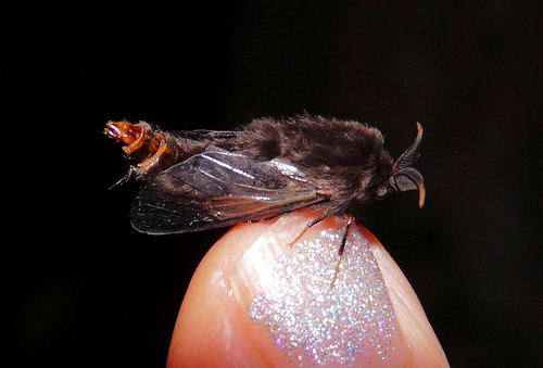 Evergreen Bagworm Moth