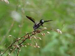 Physocephala floridana