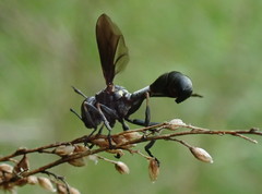 Physocephala floridana