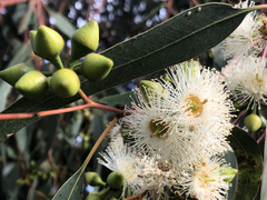 Eucalyptus rudis