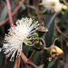 Eucalyptus rudis - Photo (c) Dean Beaver, osa oikeuksista pidätetään (CC BY-NC), uploaded by Dean Beaver