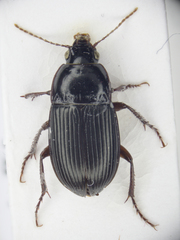 Amara equestris
