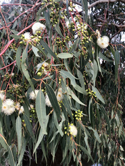 Eucalyptus rudis