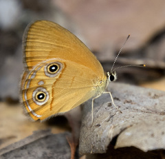 Hypocysta adiante antirius