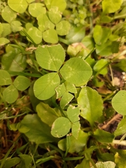 Trifolium repens