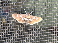 Desmia subdivisalis