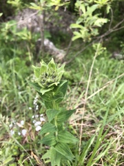Linum hypericifolium