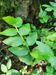 Vaccinium myrtillus