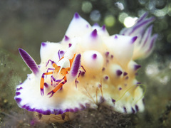 Mexichromis multituberculata