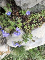 Veronica petraea