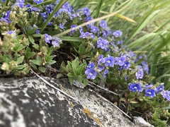 Veronica petraea
